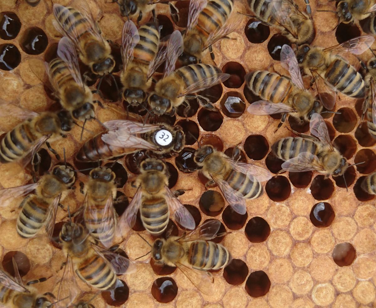 The result of bee breeding - Instrumentally Inseminated queen number 32, produced by bee farmer Luke