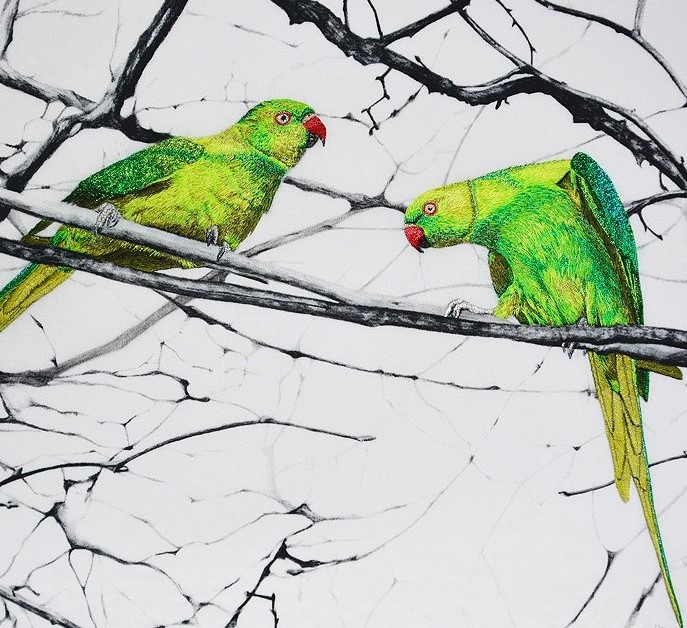 Hyde Park parakeets