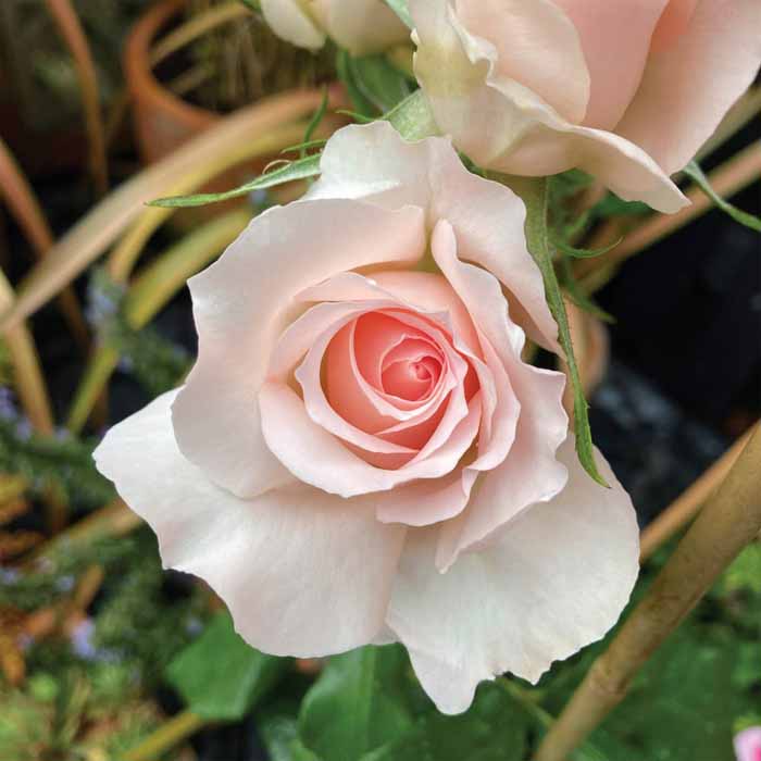 The Queen Elizabeth II Rose by Harkness Roses - QEST