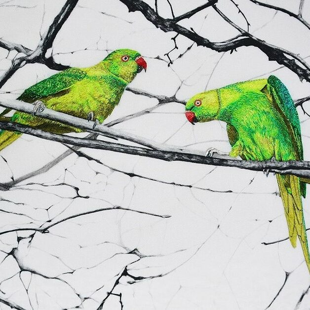 Hyde Park parakeets