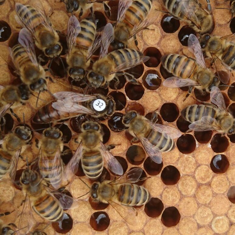 The result of bee breeding - Instrumentally Inseminated queen number 32, produced by bee farmer Luke